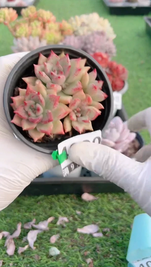 【闪购商品】信福多肉一物一拍