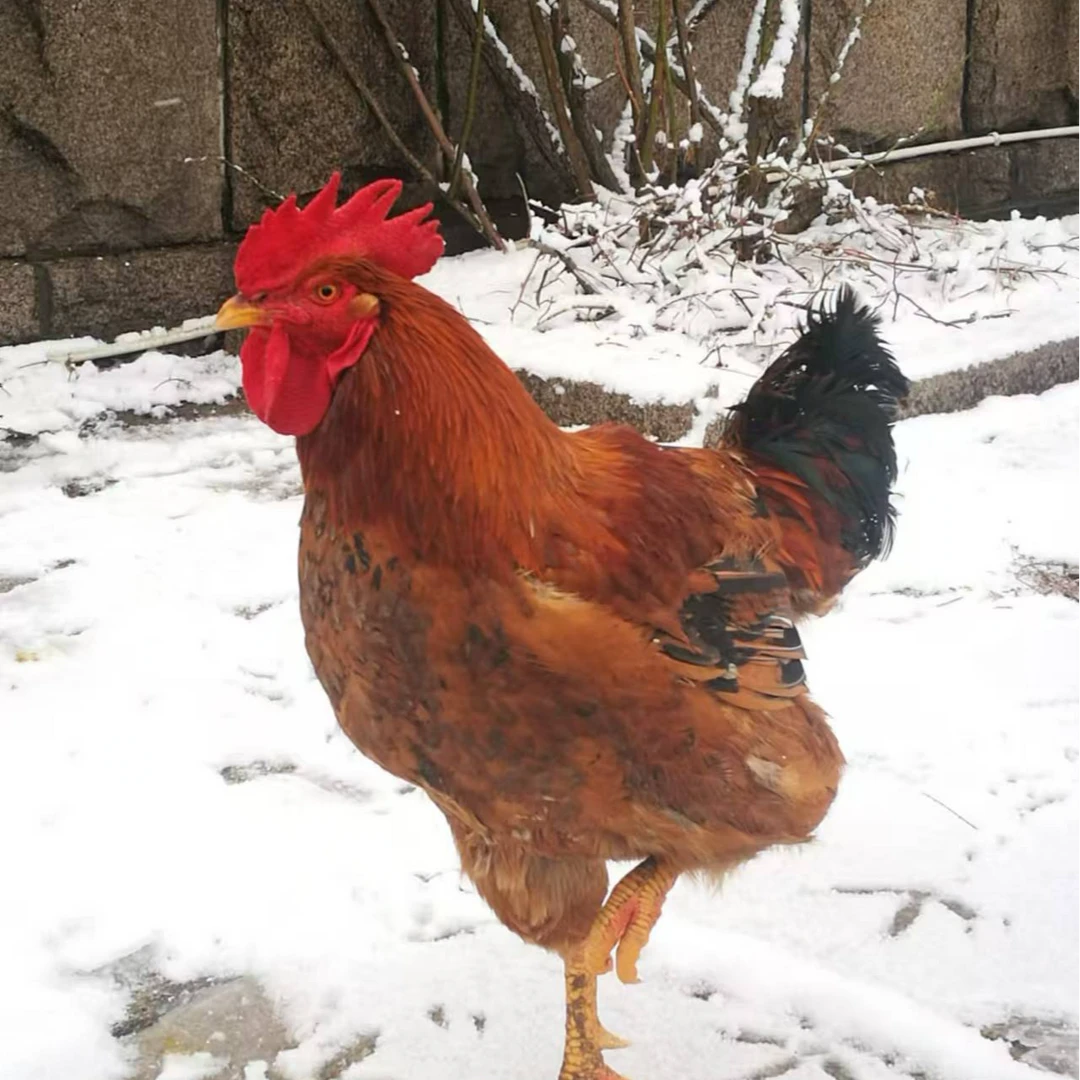东北农村大公鸡  肉质紧实   黑爪黄皮红肉
