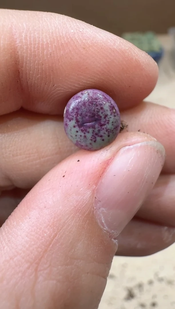 多肉植物肉锥16-450