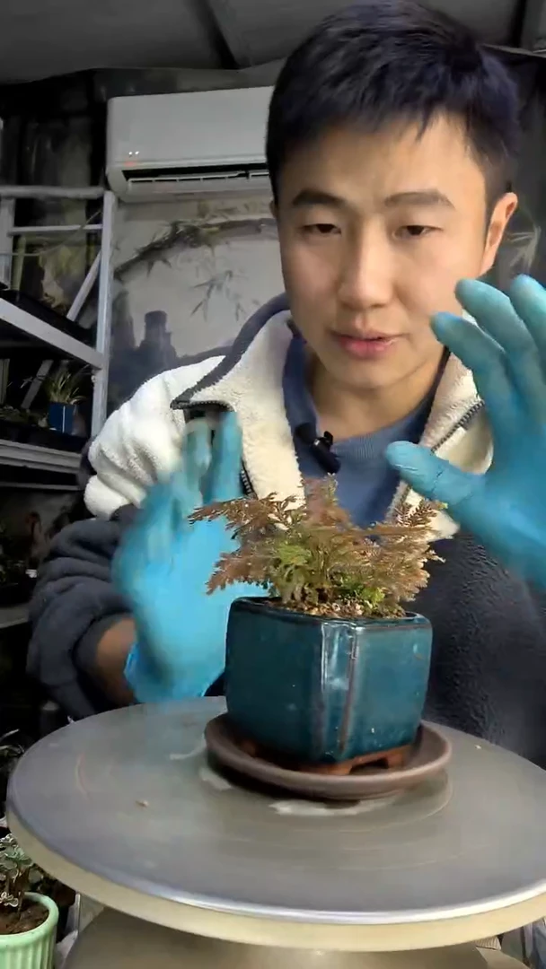 蘑**菇中青园艺一物一拍花16