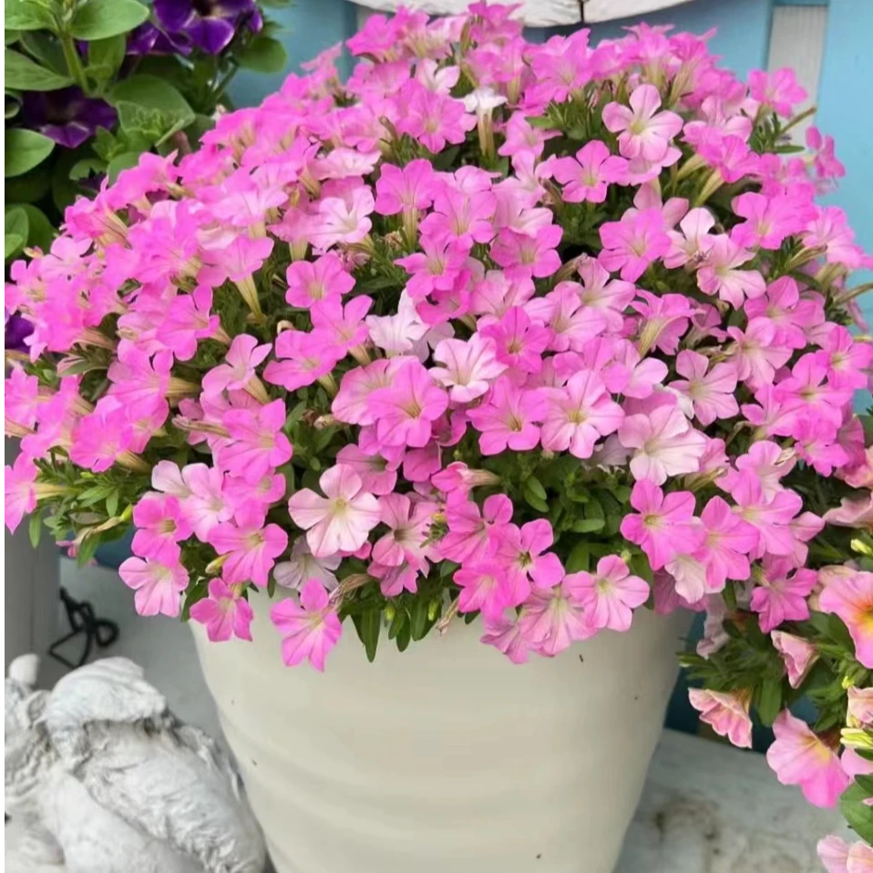 拇指迷你矮牵牛（索菲尼亚粉色）庭院阳台