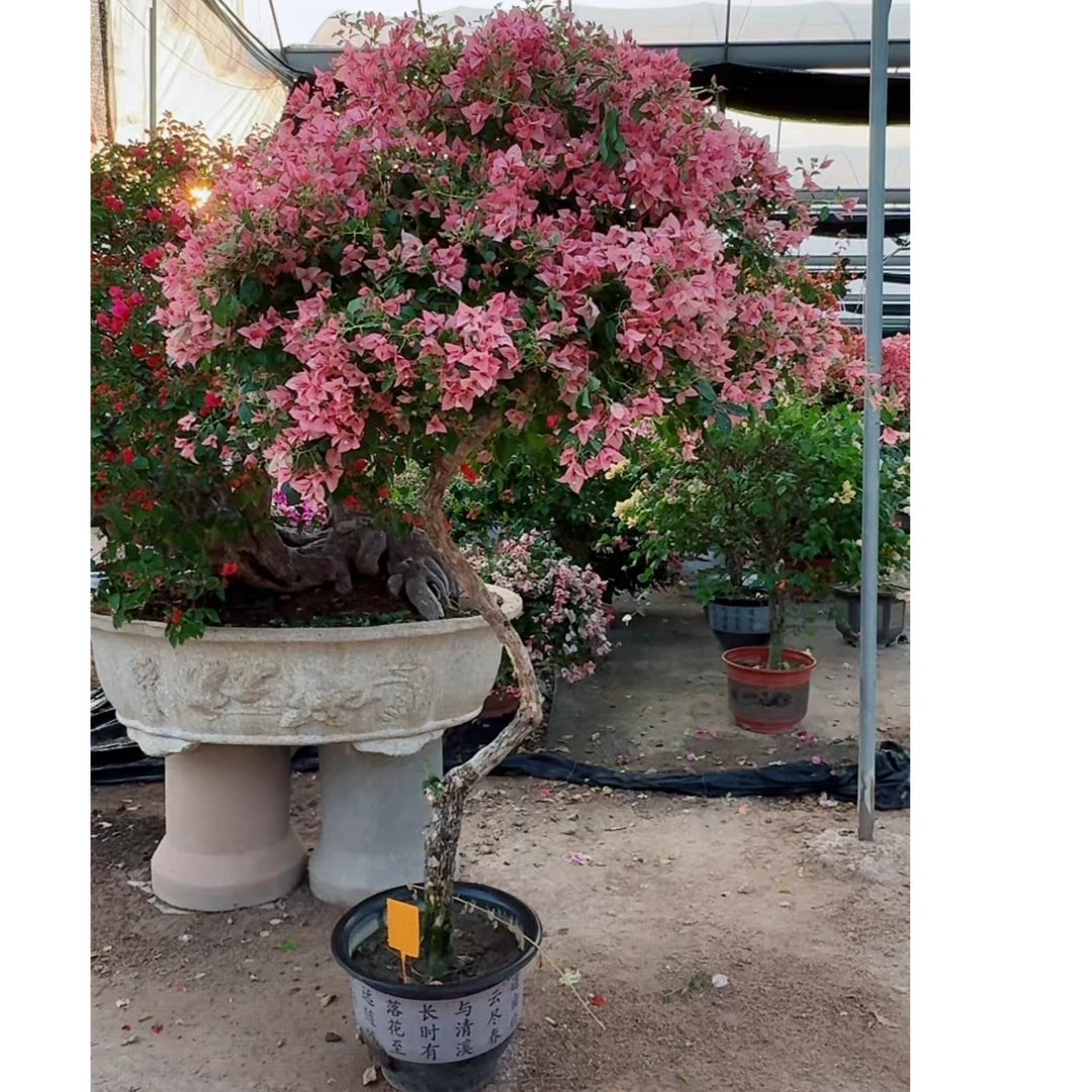 娜娜游龙桩三角梅 通用链接一物一拍 以直播间截图为准