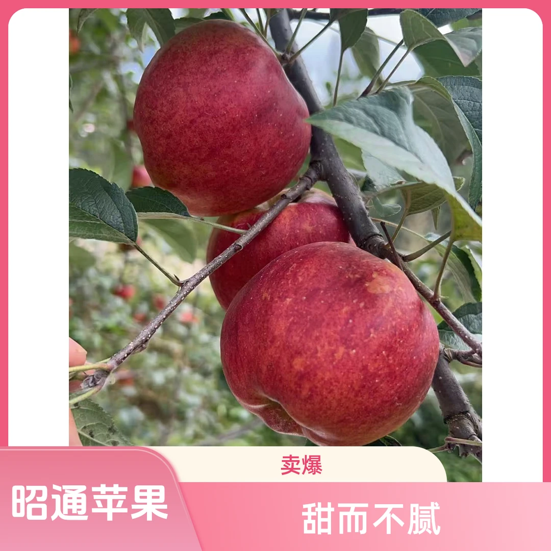 昭通红露苹果高海拔纯甜无酸