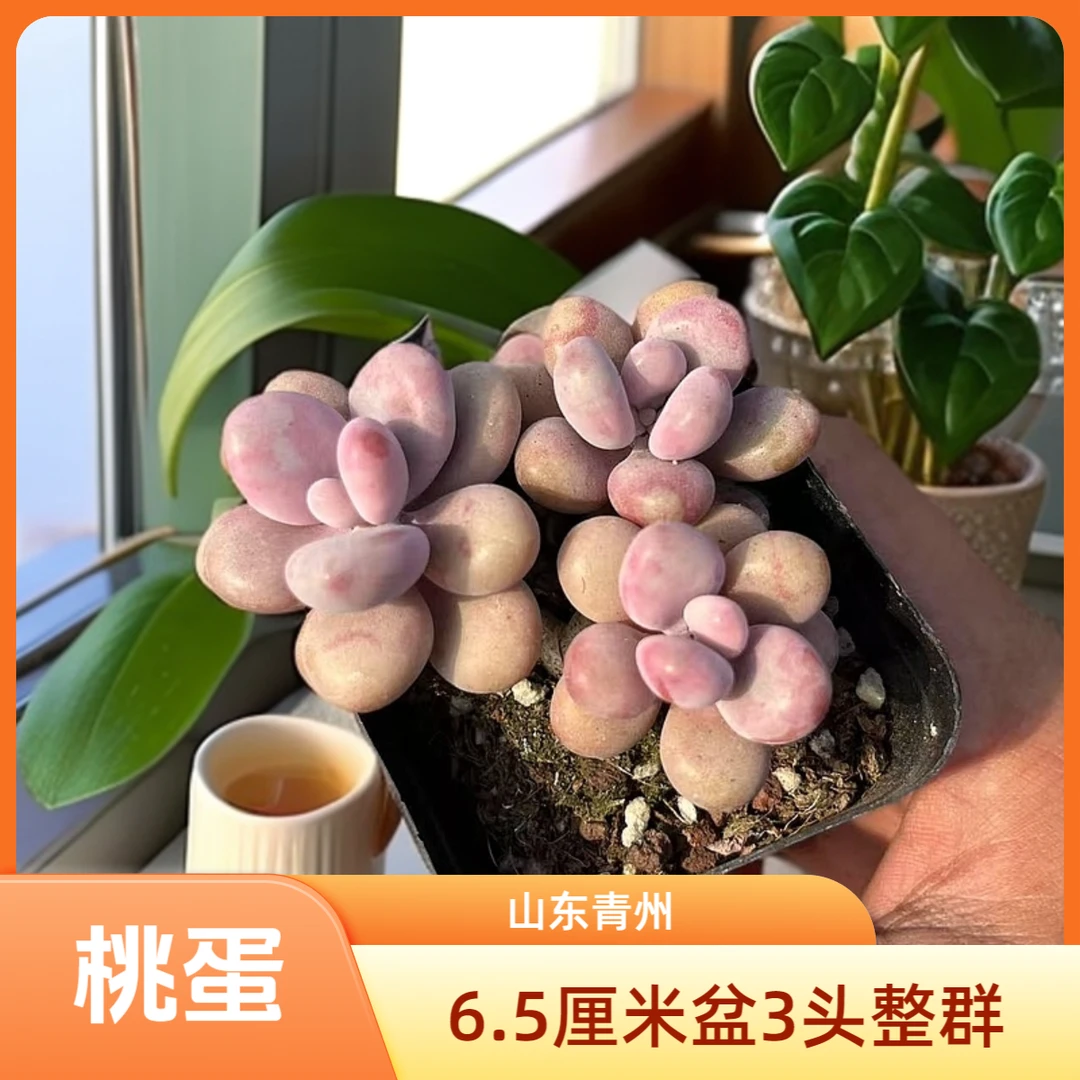 小桃蛋（3头6.5厘米盆）老桩多肉