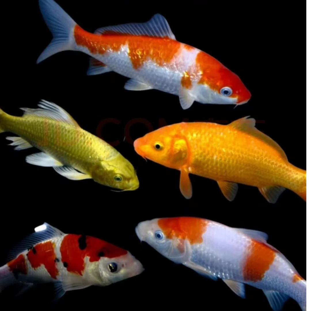 观赏鱼锦鲤冷水鱼淡水鱼土塘直发可批发好养易活锦鲤观赏鱼