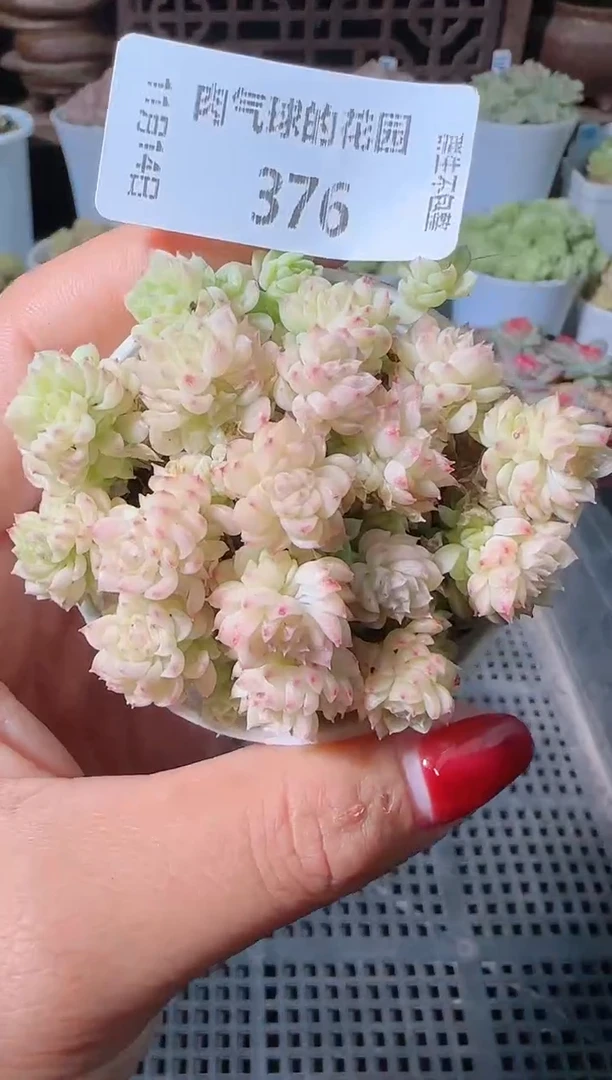 1114-376群生不包整