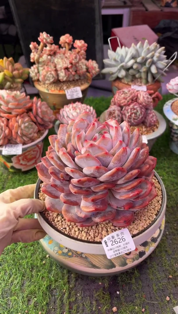 昆明印象多肉2626