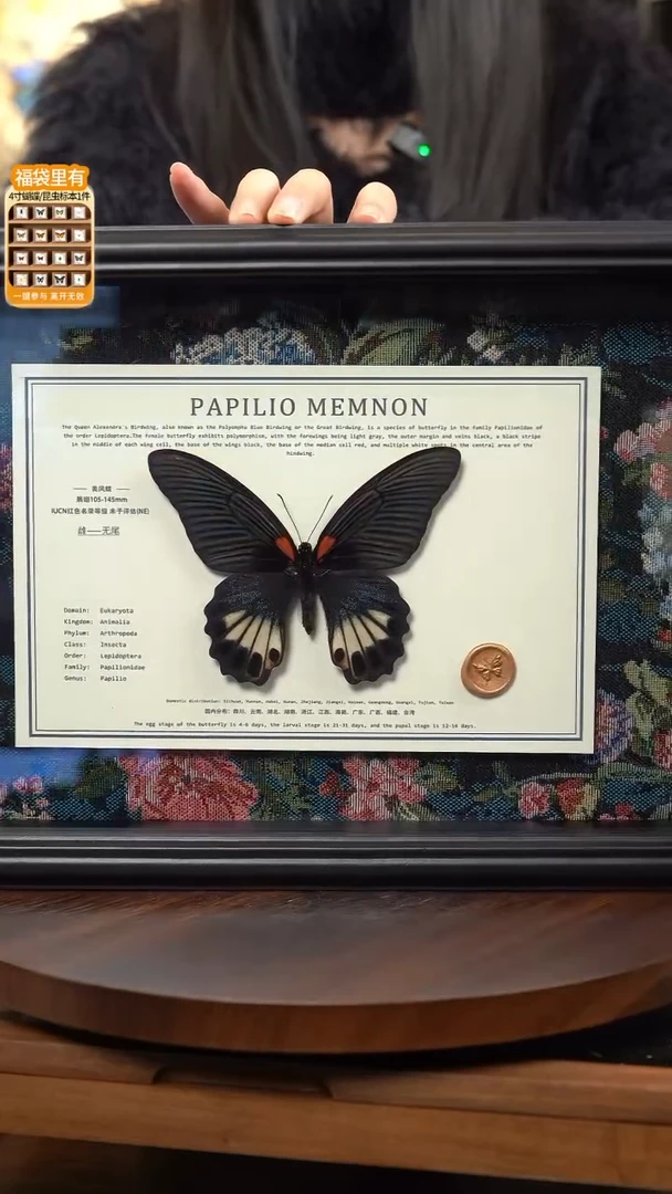 美凤蝶雌蝶不带尾新版本花布底横版