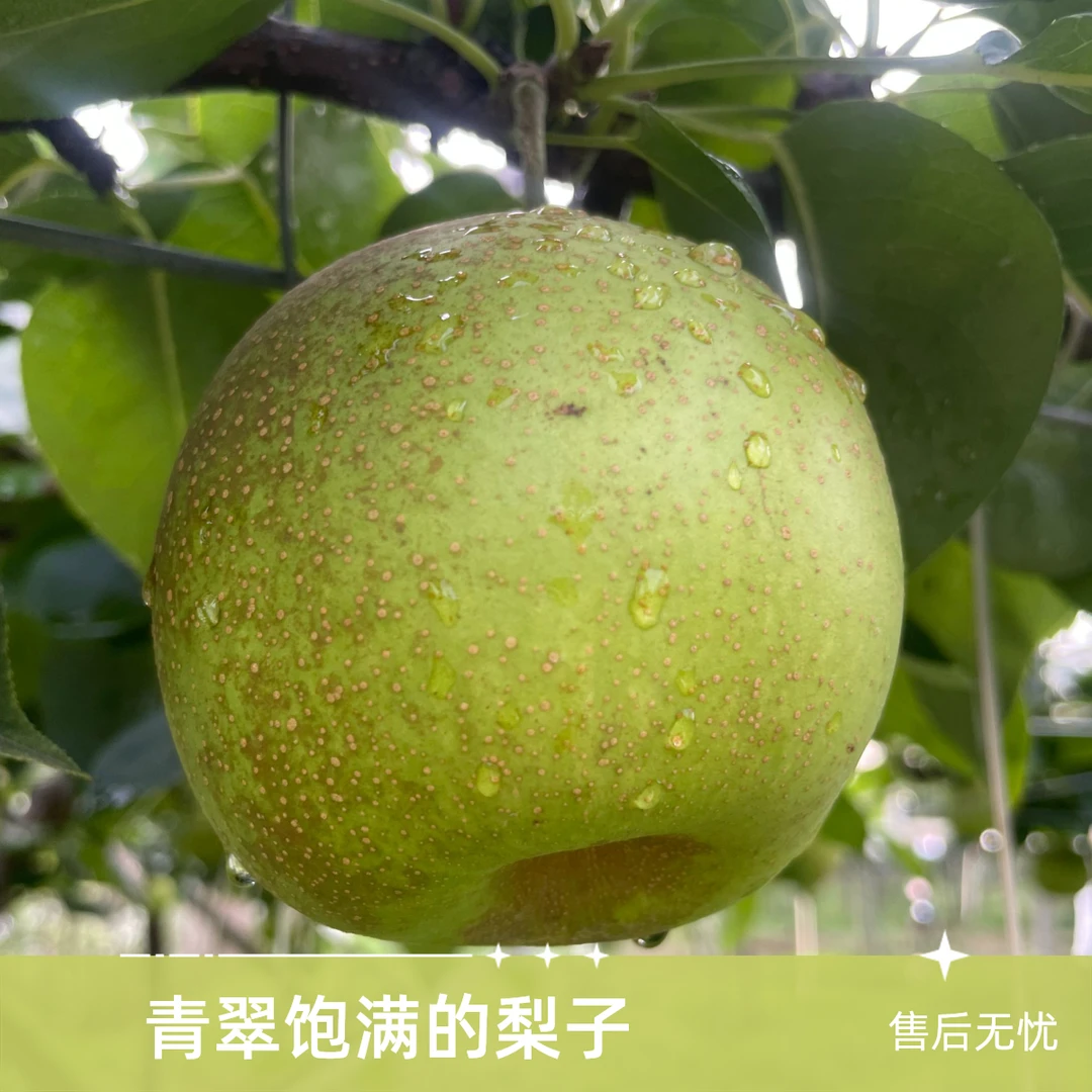【顺丰包邮】湖北翠冠梨 梨园现采现发!江浙沪皖次日达!安徽省