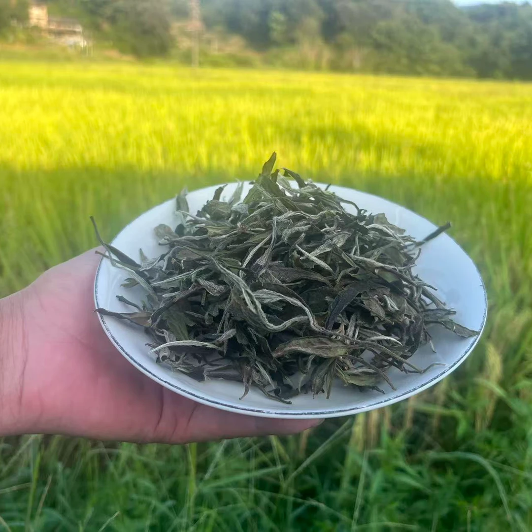 2022福鼎白茶磻溪高山荒野二级牡丹（枣甜蜜甜）