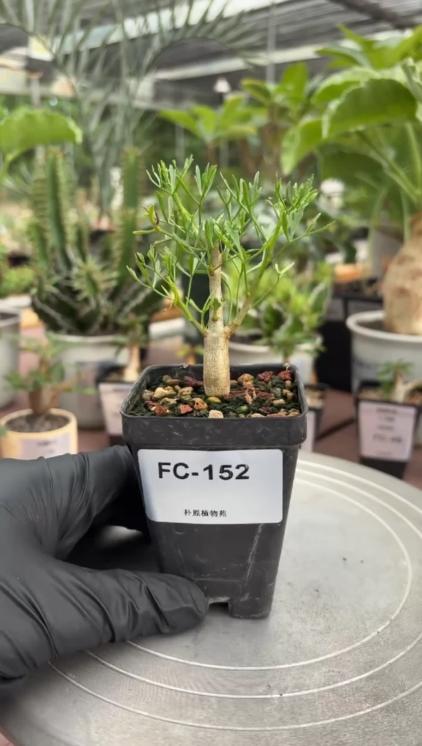 鹿角没药FC-152