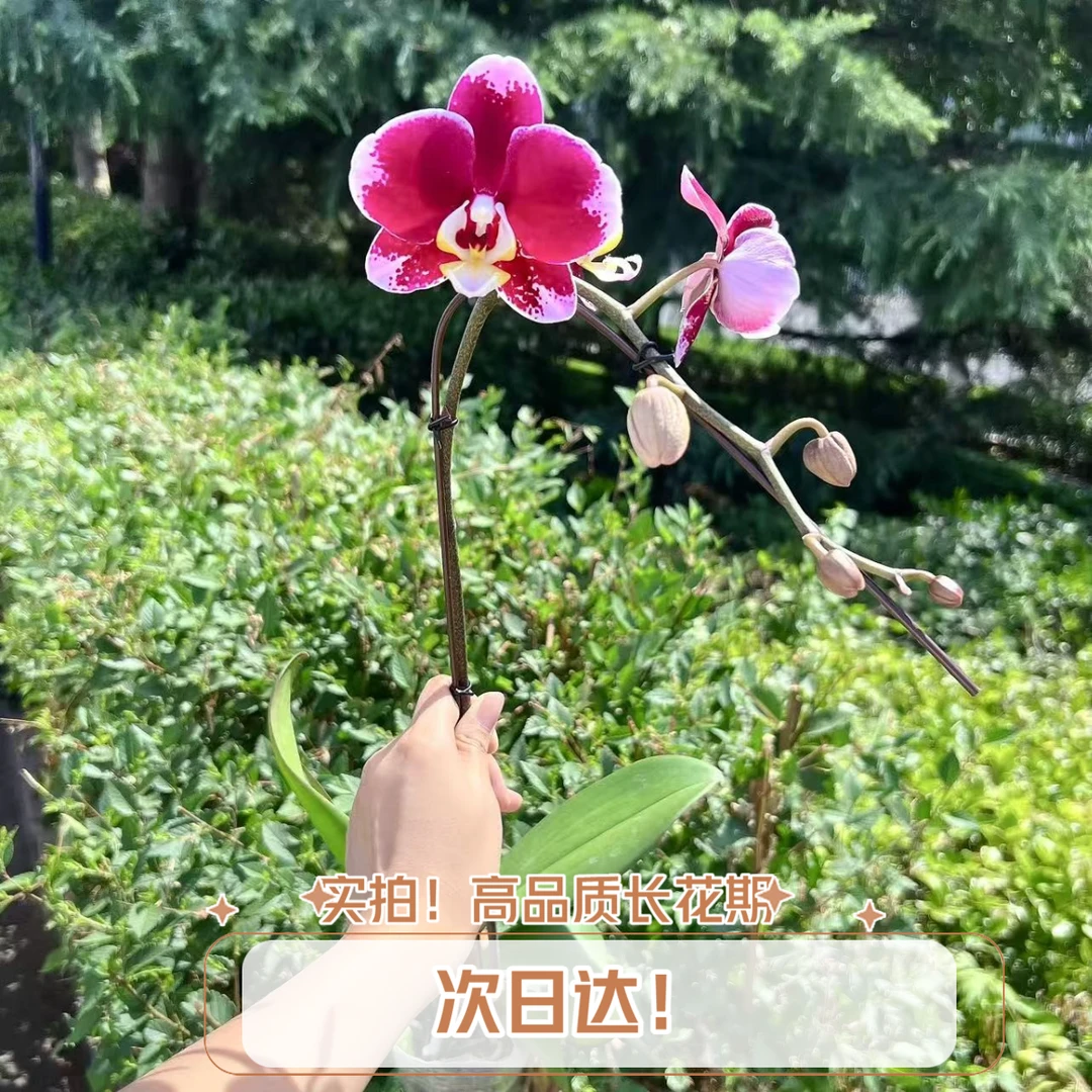 蝴蝶兰暗红色系带花带花苞AA级超长花期【实拍 中大花型高度55厘米左右室内桌面客厅绿植【次日达】
