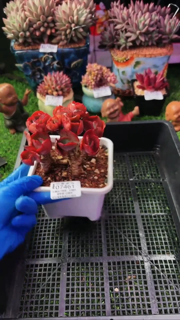 昆明印象多肉07461