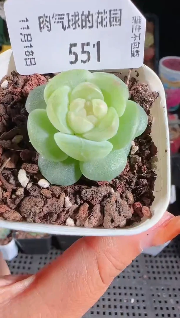 1118-551星月麦秆群生不包整