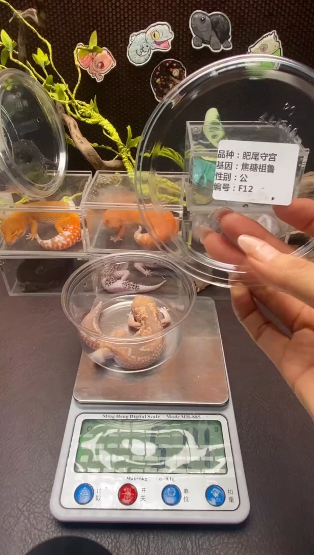 肥尾守宫鳞与尾 Scale Tail 爬宠f12