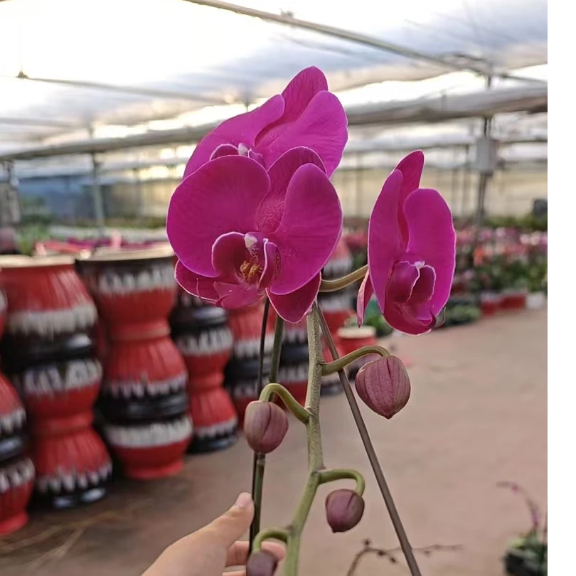 欢然花集蝴蝶兰（大辣椒A级）叶片开裂正常