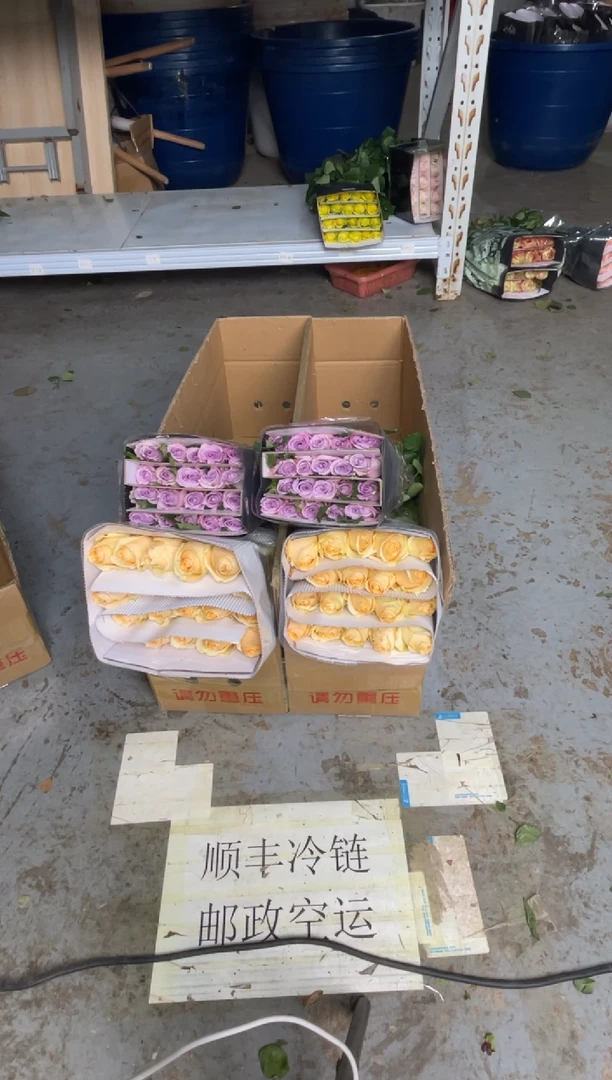 香槟20枝+海洋之歌20枝