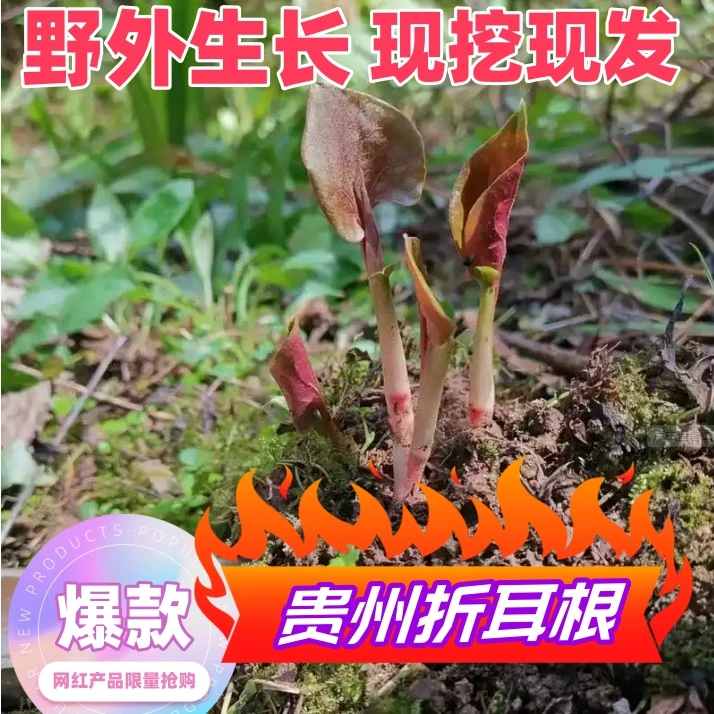 野外生长贵州折耳根鱼腥草新鲜新鲜带泥折二根农家现挖蔬菜节节根