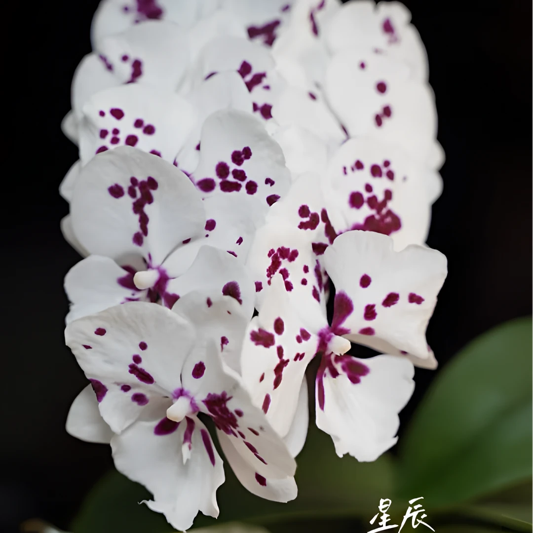 【星辰】精品蝴蝶兰花室内阳台办公室高端花卉绿植盆栽年宵花