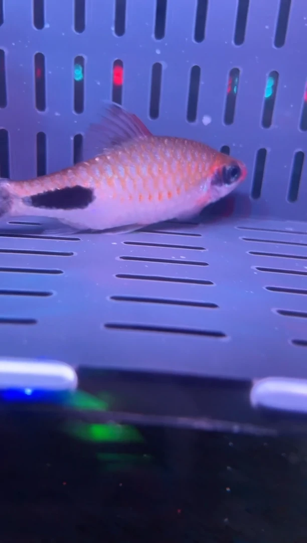 鱼蟹虾精选精品道金斯巴
