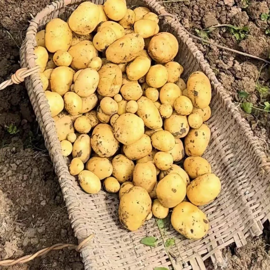 四川仪陇农家新鲜小土豆现挖现发土洋芋