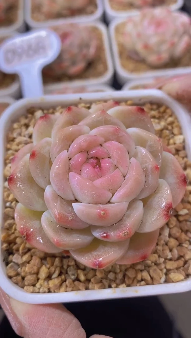 【闪购商品】D968-玄玉珍妮