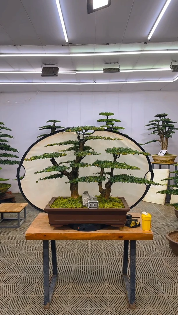 无花朵一物一拍一物一拍