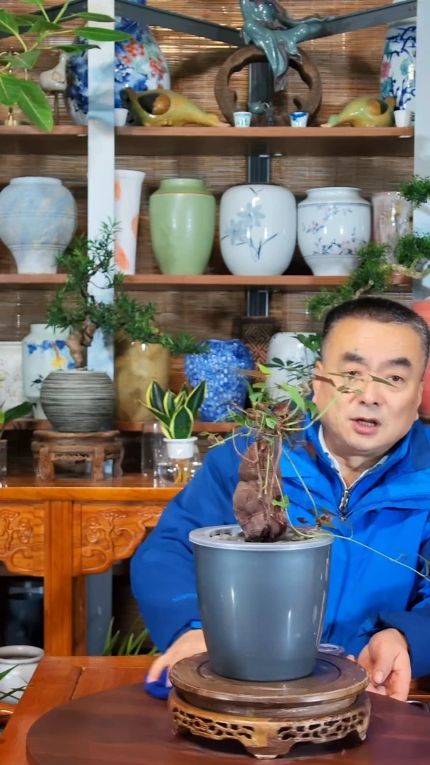 无花朵笨**笨水之韵水培何首乌