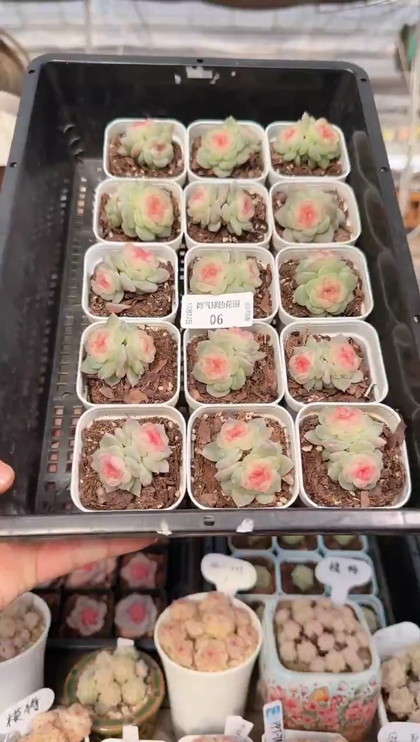 1222-06若梦双头多肉量拍任意发一颗群生不包整