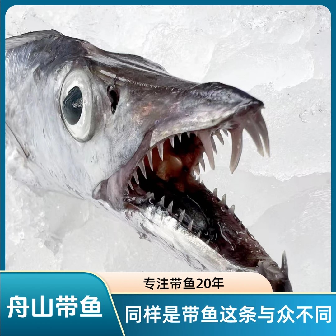 【甬上名灶】3-4两每条舟山渔场东海新鲜小眼睛带鱼整条——顺丰包邮