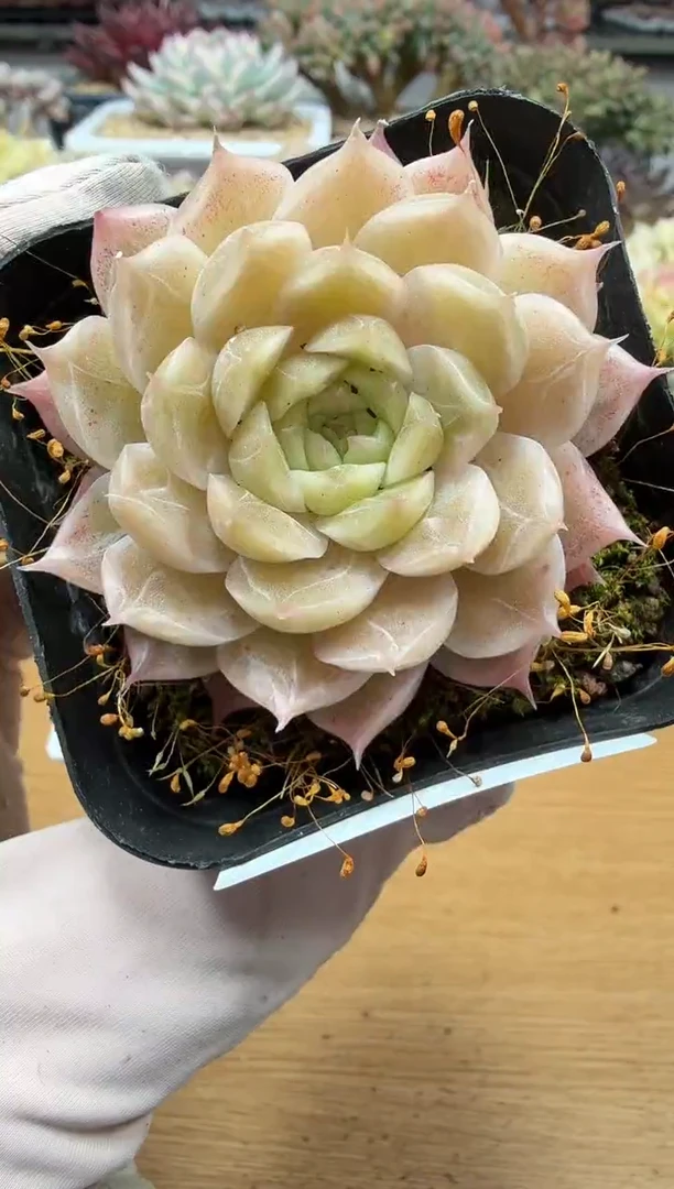 东云多肉园二店-214