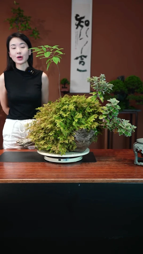 无花朵東****道山野草盆景盆景盆景