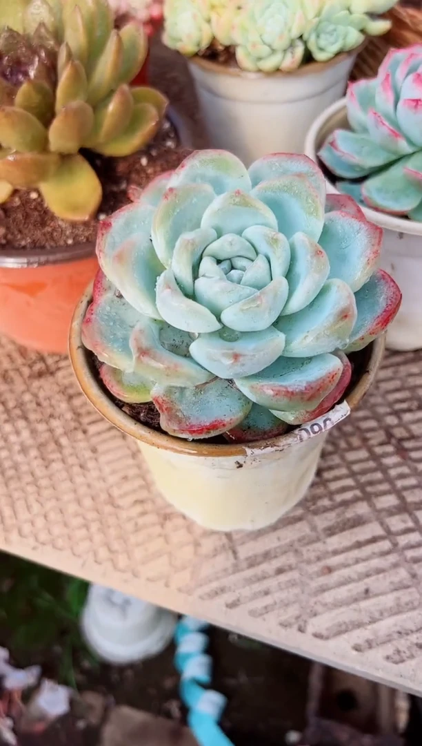 车**?多肉植物一物一拍28018