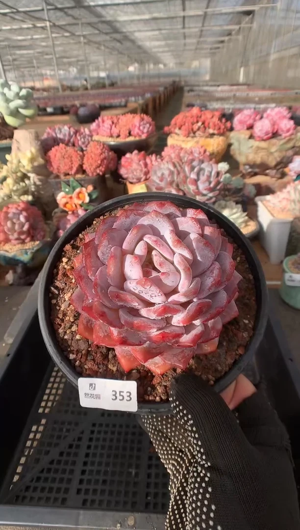 353玫瑰梦露一物一拍