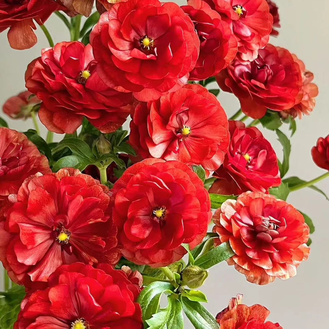 【王安园艺】高品质蝴蝶洋牡丹基地直发高品质鲜切花