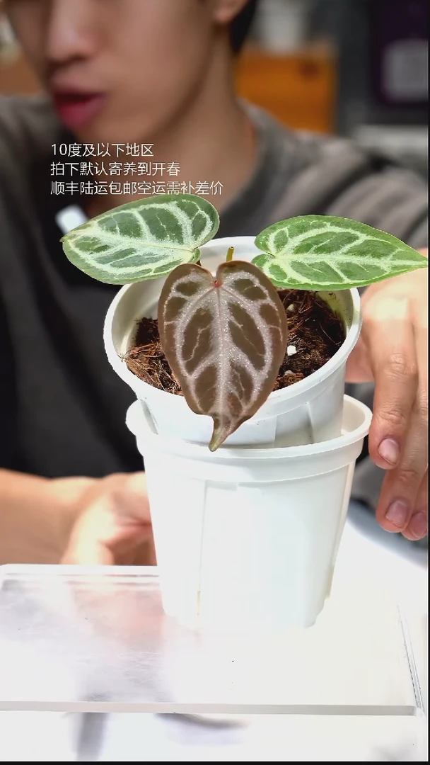 完全开放06-闪烁1.0 01