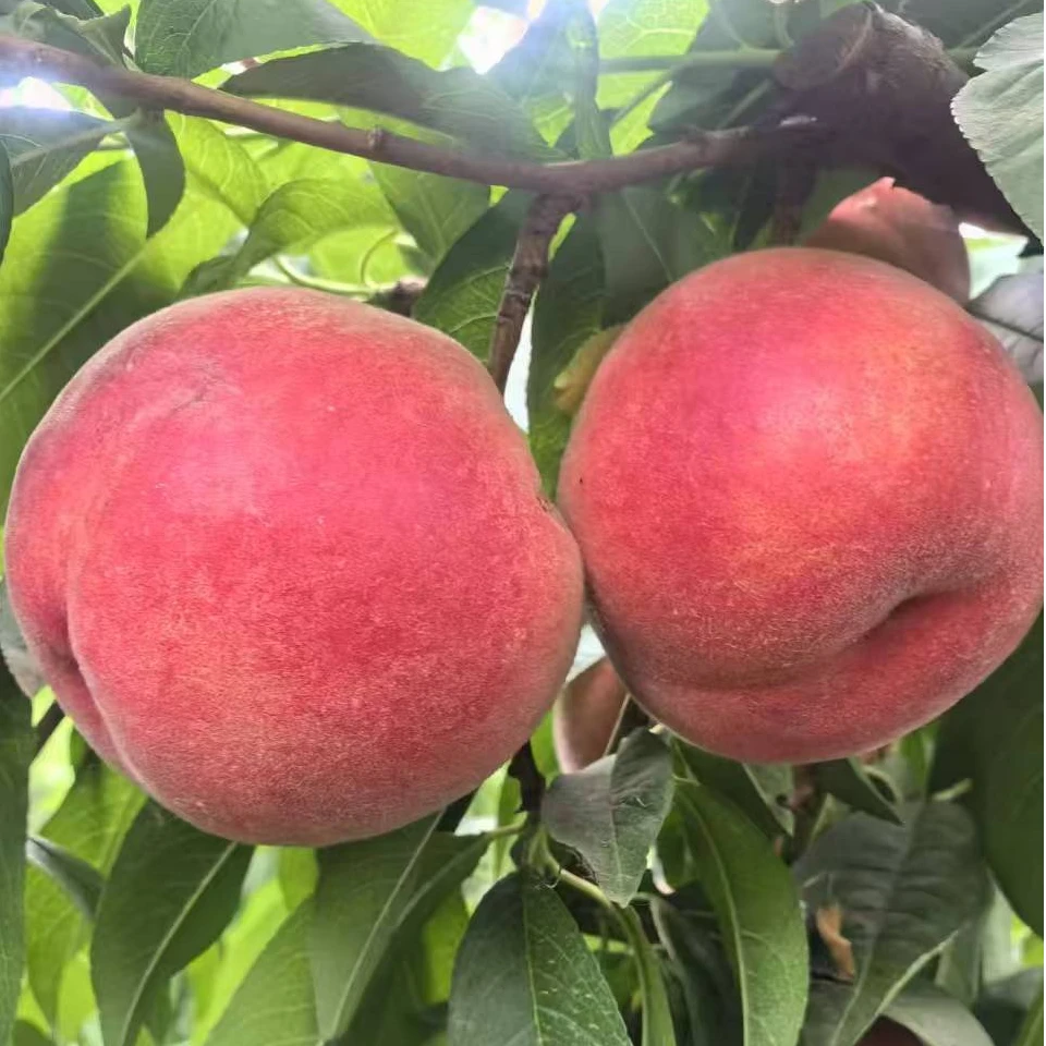 离核全红蜜桃  该品种比突围早熟5天，不套袋果浓红色套袋果纯白色
