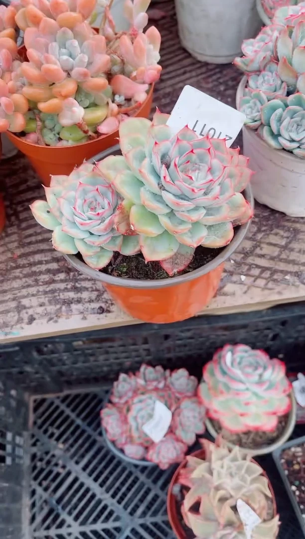 新*?跃跃精品多肉21011