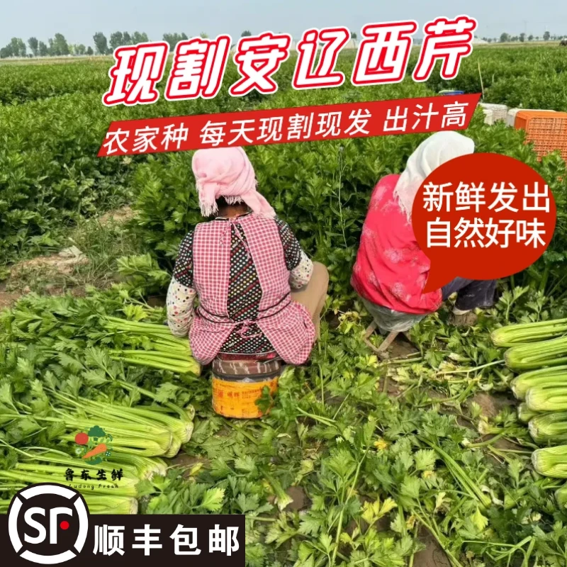 【清晨现割】寿光西芹榨汁现割大芹菜安辽去叶水果香芹当季鲜蔬菜