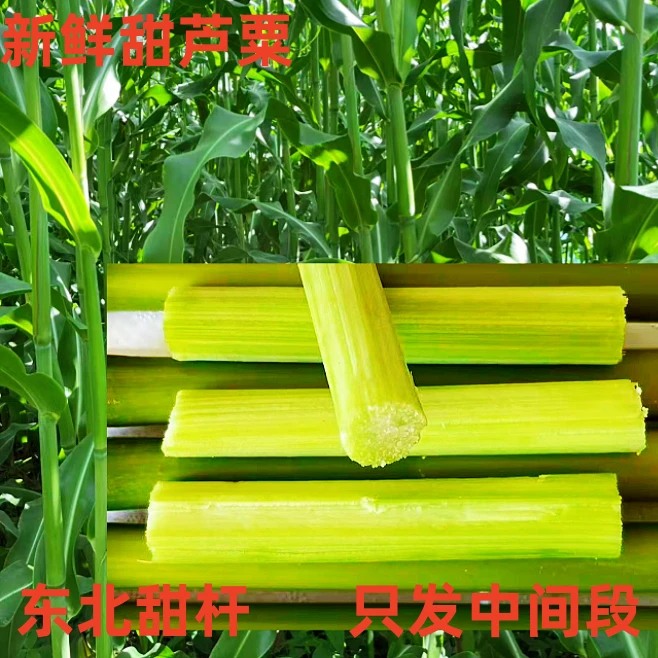 东北应季甜杆小甘蔗新鲜甜芦粟黑龙江小甜杆节现砍现发芦粟小时候
