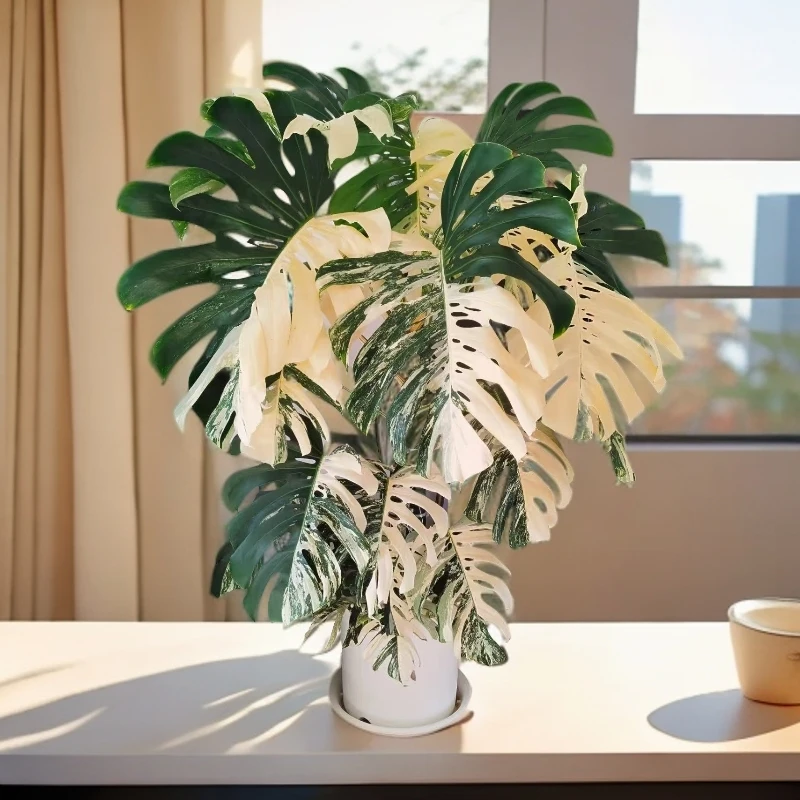 【祺诺热植超市】白龟锦化龟背竹一物一拍专拍链接