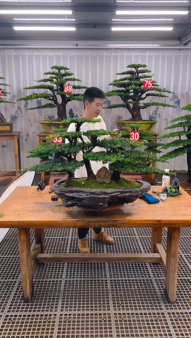 无花朵随*精品盆景直播间一物一拍