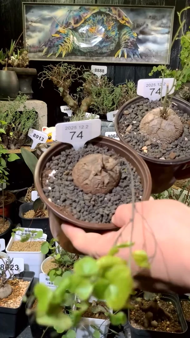 74号1202福利南非龟甲龙买一送一