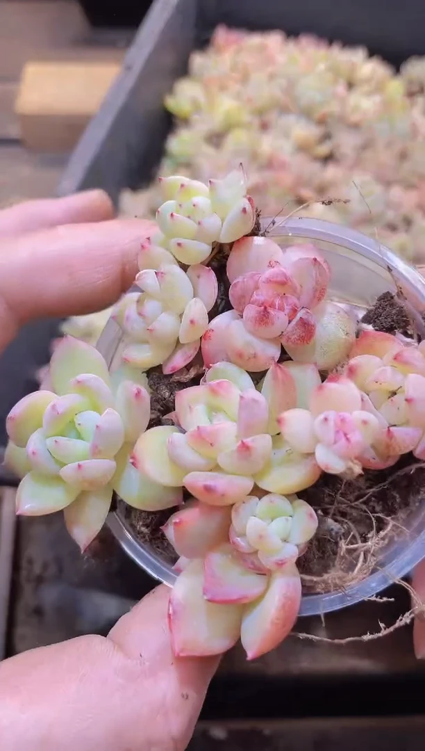 【闪购商品】017璇玑量拍1盒