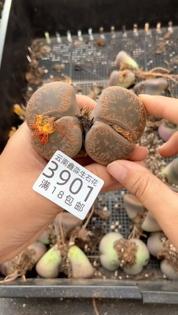 3901特价日轮玉有疤瑕疵发货1颗