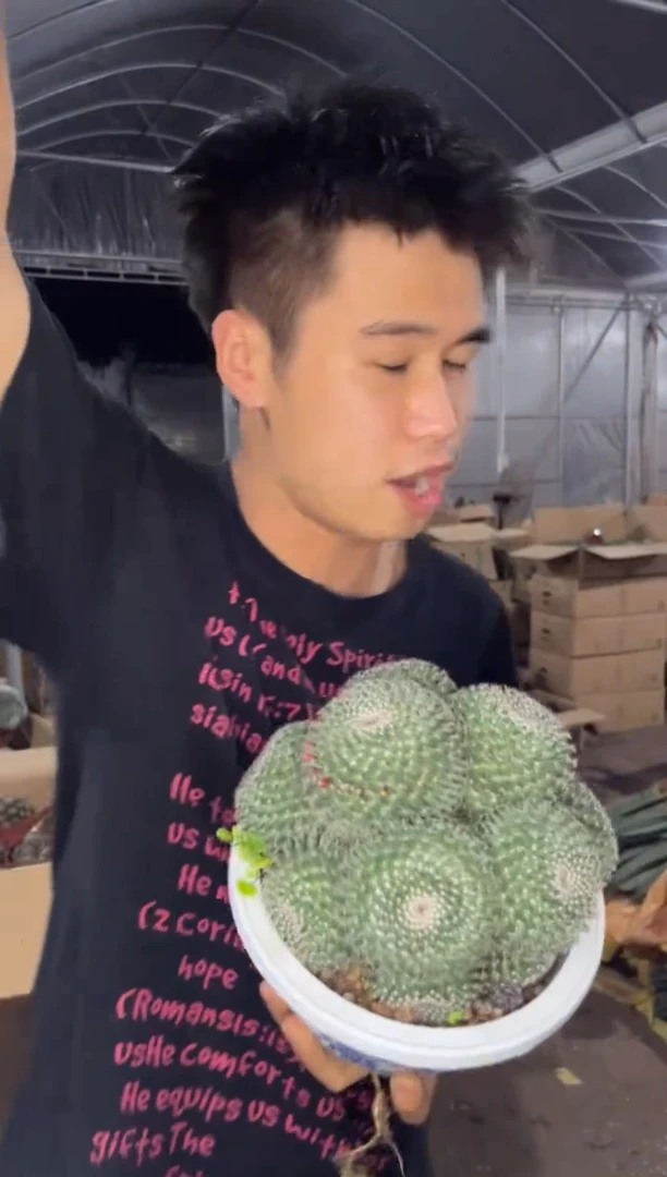 多头 玉翁【实生根】14-20cm