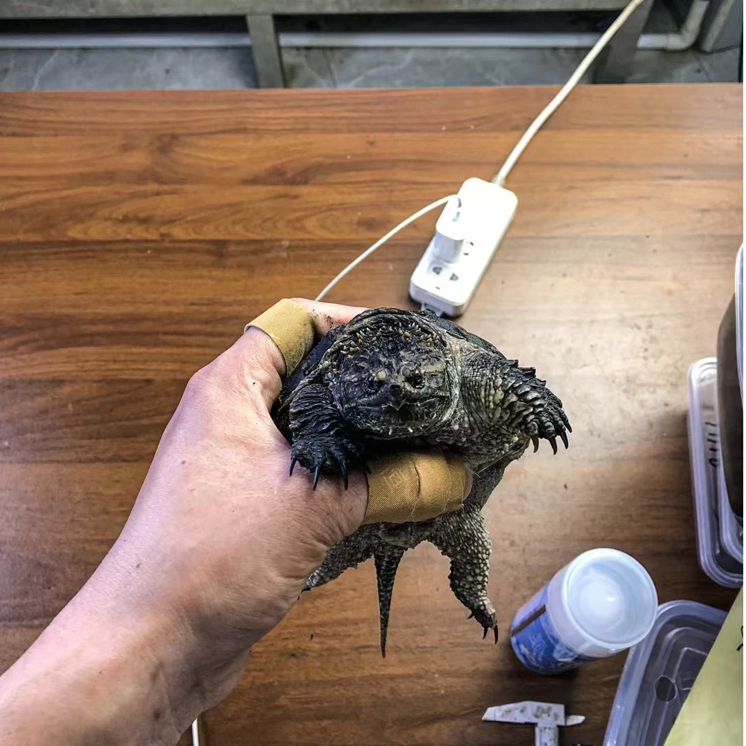 【直播精选】纯佛鳄大头宽脸佛鳄人工养殖观赏乌龟活体宠物龟