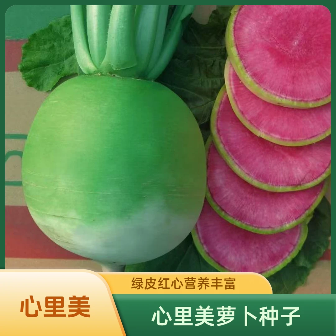 【今年新种】甜脆心里美萝卜种子