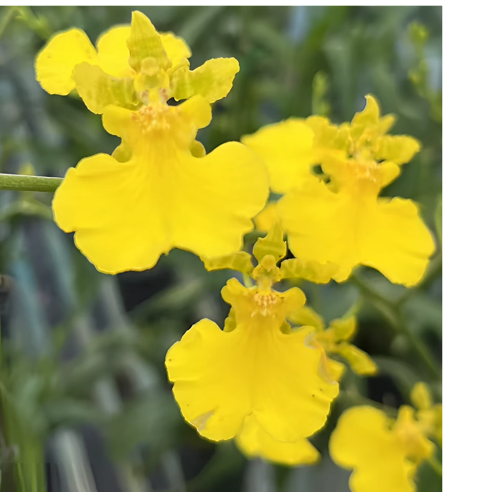 文心兰柠檬心 跳舞兰纯黄色 单花剑 130#硬胶盆 耐热·耐开好养