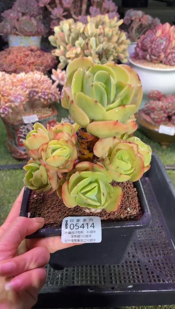 【闪购商品】05414